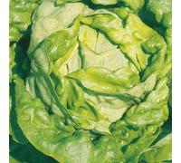 BOTANIC®-Laitue Pommée Analotta Bio. La barquette de 12 plants