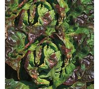 BOTANIC®-Laitue Rougette Du Midi Rafale Bio. La barquette de 12 plants