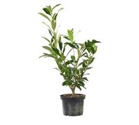 BOTANIC®-Laurier cerise (Laurier palme) Rotundifolia vert. Le pot de 3 litres
