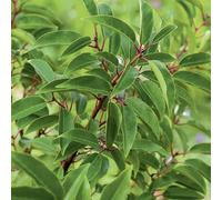 BOTANIC-Laurier du Portugal ‘Angustifolia’ vert. Le pot de 3L