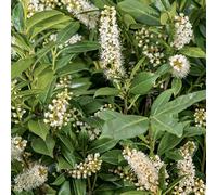 BOTANIC-Laurier-palme ‘Caucasica’ vert. Le pot de 7L