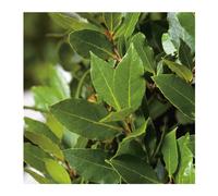 BOTANIC®-Laurier Sauce - pot 10 L