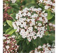 BOTANIC-Laurier tin blanc. Le pot de 7L
