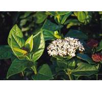 BOTANIC®-Laurier-tin Viburnum Tinus Eve Price Blanc en pot de 35 L 100/120 cm