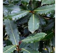 BOTANIC®-Laurus Nobilis ou Laurier sauce 125/150 cm en pot de 18 L