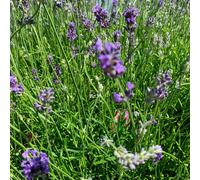 BOTANIC®-Lavande Angustifolia Dwarf Blue à fleurs bleues. Le pot de 3 litres