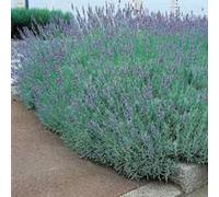 BOTANIC®-Lavande Angustifolia Grosso en pot de 7,5 litres