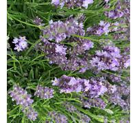 BOTANIC®-Lavande Angustifolia Hidcote à fleurs violettes. Le pot de 3 litres