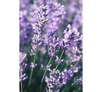 BOTANIC®-Lavande Munstead. Le pot de 7 litres