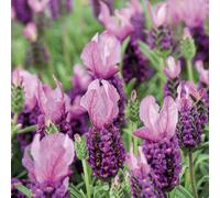 BOTANIC®-Lavande The Princess Lavender 'Ib910-2' - Le pot de 3 litres
