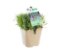 BOTANIC®-Lavandula Intermedia ou Lavandin Dutch à fleurs violettes. Le pot de 3 litres
