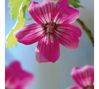 BOTANIC®-Lavatère Rose Fonce - Le pot de 9 x 9 cm