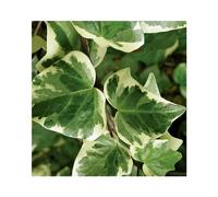BOTANIC®-Lierre GLOIRE DE MARENGO. Le pot de 6 litres