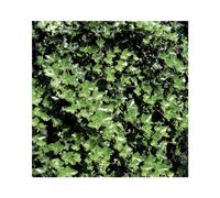 BOTANIC®-Lierre HELIX HIBERNICA. Le pot de 6 litres