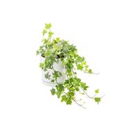 BOTANIC®-Lierre panaché vert en pot blanc émaillé botanic. Le pot diamètre 15 cm