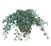 BOTANIC®-Lierre varié en pot de 3 litres (doublon)