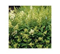 BOTANIC®-Ligustrum japonicum vert en pot de 15 L