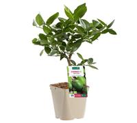 BOTANIC®-Lime De Tahiti Bio. Le pot de 3 litres