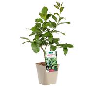 BOTANIC®-Lime Japonaise Sudashi Bio. Le pot de 3 litres