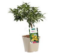 BOTANIC®-Limequat Bio. Le pot de 3 litres