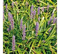 BOTANIC®-Liriope muscari bleu - Le pot de 9 x 9 cm