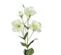 BOTANIC®-Lisianthus artificiel H83 cm