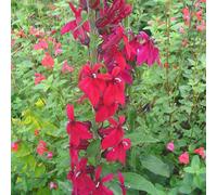 BOTANIC®-Lobelia X Speciosa Fan Scarlet (rouge) - Le pot de 4 litres