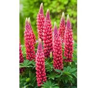 BOTANIC®-Lupin ‘Les Pages’ - Le pot de 2 litres