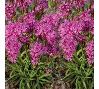 BOTANIC®-Lychnis Viscaria - Le pot de 9 x 9 cm