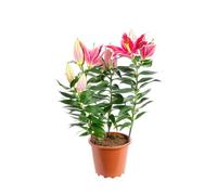 BOTANIC®-Lys After Eight 4 PP pot diamètre19xH70 cm