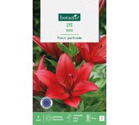 BOTANIC®-Lys coloris rouge botanic - 1 bulbe