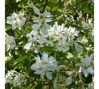 BOTANIC®-Magnolia Caduc Stellata blanc. Le pot de 15 litres