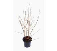 BOTANIC®-Magnolia étoilé - pot 7 L