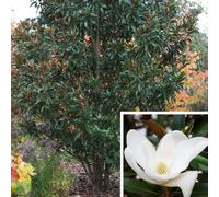 BOTANIC®-Magnolia Grandiflora Alta blanc en pot de 4 L