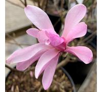 BOTANIC®-Magnolia Loebneri Leonard Messel rose. Le pot de 15 litres