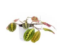 BOTANIC®-Maranta Leuconeura vert en pot blanc émaillé botanic. Le pot diamètre 15 cm