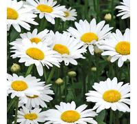 BOTANIC®-Marguerite de Printemps - Le pot de 9 x 9 cm