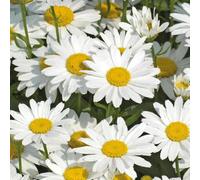 BOTANIC®-Marguerite d'été naine - Le pot de 9 x 9 cm