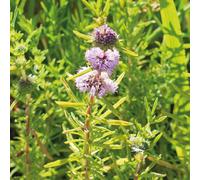 BOTANIC®-Menthe des cerfs godet 9x9 cm