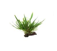 BOTANIC®-Microsorum pteropus sur racine S