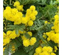 BOTANIC®-Mimosa de greffe (Acacia Dealbata) 80/100. Le pot de 3 litres