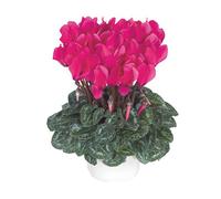 BOTANIC®-Mini cyclamen fuchsia vif - Le pot de diamètre 10,5 cm