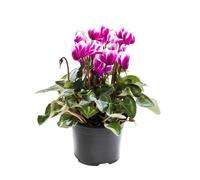 BOTANIC®-Mini Cyclamen. Le pot de 9/12 cm
