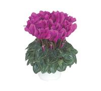 BOTANIC®-Mini cyclamen magenta fonce - Le pot de diamètre 10,5 cm