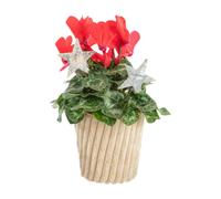BOTANIC®-Mini cyclamen pot effet velours côtelé - diamètre 10 cm