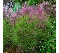 BOTANIC®-Miscanthus sinensis Morning Light vert botanic. Le pot de 4 litres
