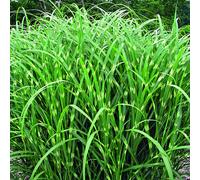 BOTANIC®-Miscanthus sinensis Zebrinus vert botanic. Le pot de 4 litres