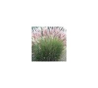 BOTANIC®-Miscanthus Sinensiscute One - Le pot de 4 litres