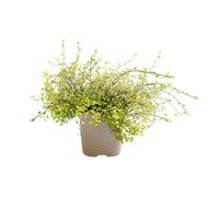 BOTANIC®-Muehlenbeckia Varie en pot de 3 L vert
