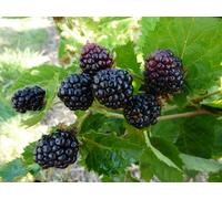 BOTANIC®-Mure 'Montblanc' Bio. Le pot de 2 litres